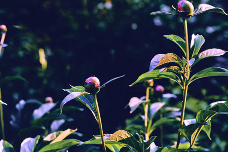 a herbaceous or shrubby plant of north temperate regionsの写真素材