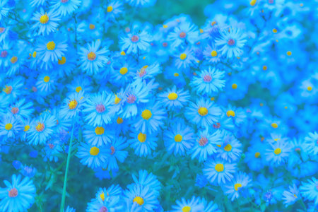 a plant of the daisy family that has bright rayed flowers, typically of purple or pinkの写真素材