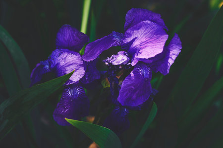 The seed bearing part of a plant, consisting of reproductive organs that are typically surrounded by a brightly colored corolla and a green calyxの写真素材