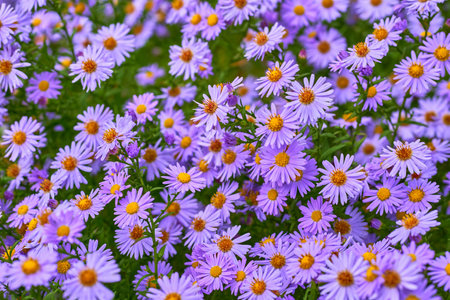 a plant of the daisy family that has bright rayed flowers, typically of purple or pink