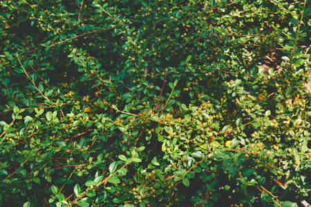 a shrub or clump of shrubs with stems of moderate length