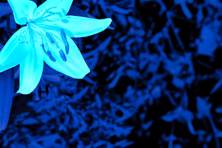 existing in thought or as an idea but not having a physical or concrete existenceの写真素材