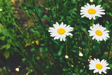 an aromatic European plant of the daisy family, with white and yellow flowersの写真素材