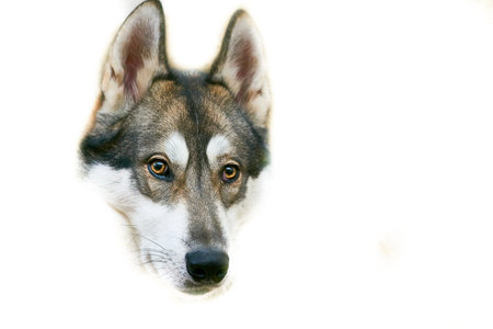 A breed of hunting sled dog with a curled fluffy tail