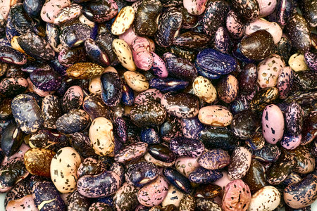 an edible seed, typically kidney shaped, growing in long pods on certain leguminous plants