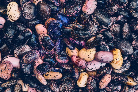 an edible seed, typically kidney shaped, growing in long pods on certain leguminous plantsの写真素材