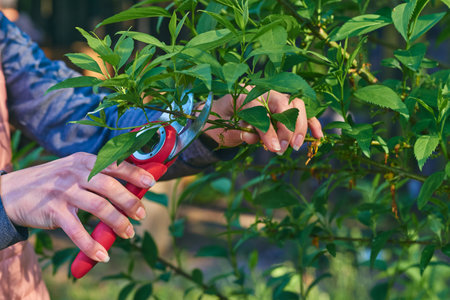 Garden shears for trimming branches, capable of. the action of cutting something