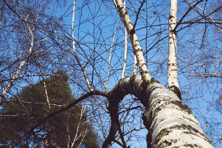 a slender, fast growing tree that has thin bark often peeling and bears catkinsの写真素材