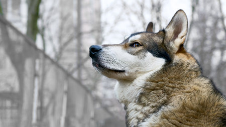 A breed of hunting sled guard dog with a curled fluffy tailの写真素材