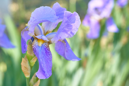 a plant with sword shaped leaves and showy flowers, typically purple, yellow, or white.の写真素材