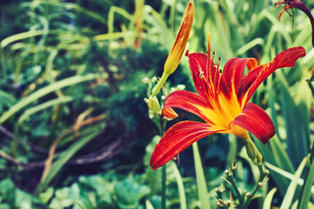 a lily that bears large yellow, red, or orange garden flowersの写真素材
