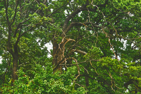 a tree that bears acorns as fruit, and typically has lobed deciduous leaves.の写真素材
