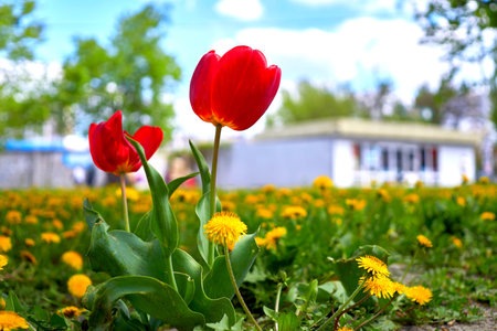 a bulbous spring flowering plant of the lily family, with boldly colored cup shaped flowersの写真素材
