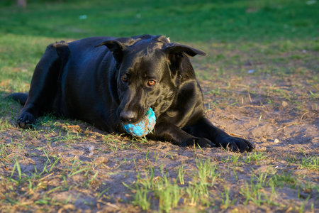 of an animal or plant. produced by mating or hybridizing two different species, breeds, or varietiesの写真素材