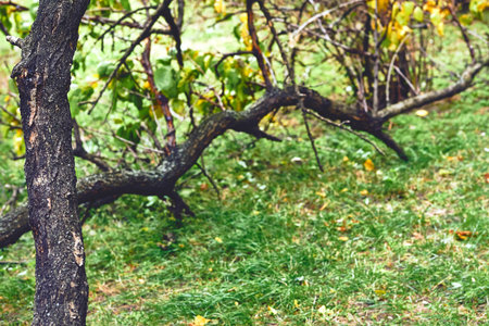 a violent disturbance of the atmosphere with strong winds and usually rain, thunder, lightning, or snowの写真素材