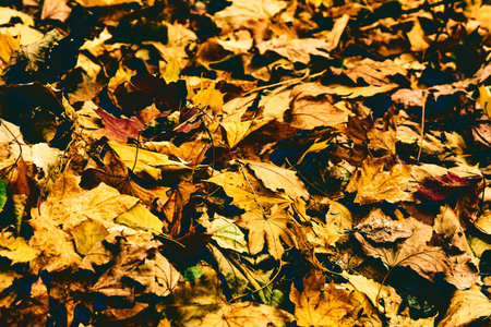 Autumn is one of the four temperate seasons. Outside the tropics, autumn marks the transition from...