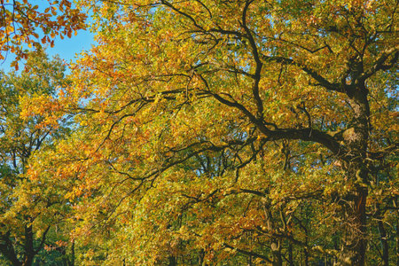 a tree that bears acorns as fruit, and typically has lobed deciduous leaves