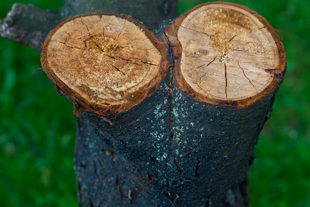 the bottom part of a tree left projecting from the ground after most of the trunk has fallen or been...