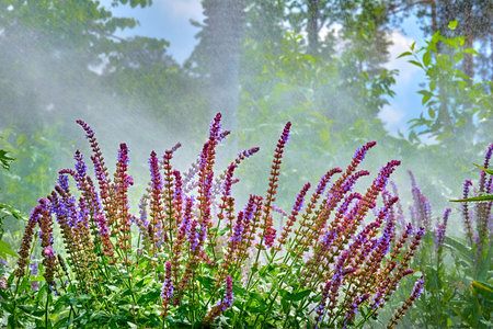 the supply of water to land or crops to help growth, typically by means of channels.の写真素材