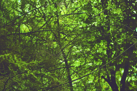 a large area covered chiefly with trees and undergrowth, with grass and flowersの写真素材