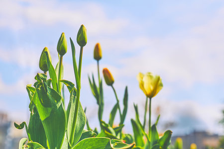a bulbous spring flowering plant of the lily family, with boldly colored cup shaped flowers
