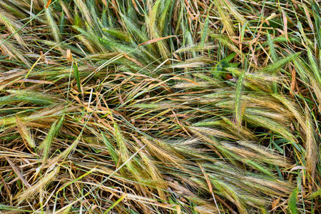 vegetation consisting of typically short plants with long, narrow leaves, growing wild or cultivated...