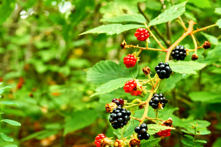 a small sweet roundish healthy forest juicy fruit without a stone