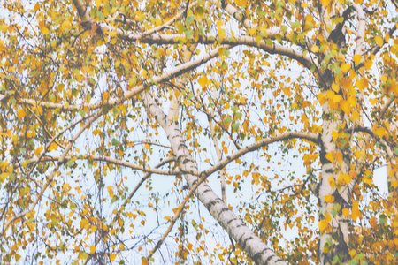 a slender, fast growing tree that has thin bark often peeling and bears catkinsの写真素材