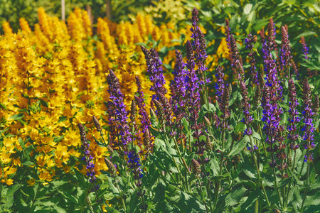 any of various tall plants that bear upright spikes of flowers