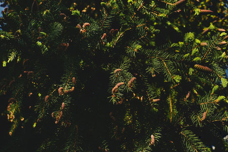 an evergreen coniferous tree that has clusters of long needle shaped leaves.の写真素材