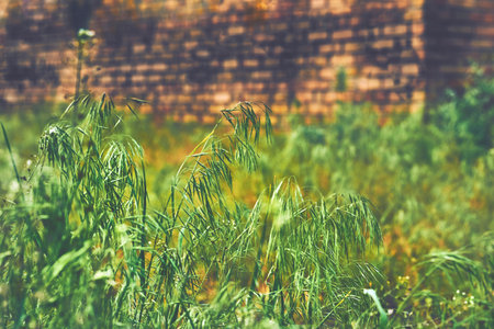 vegetation consisting of typically short plants with long, narrow leaves, growing wild or cultivated...