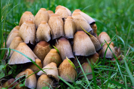 a fungal growth that typically takes the form of a domed cap on a stalk, with gills on the underside...