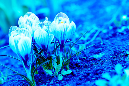 a small, spring flowering plant of the iris family, which grows from a feed and bears bright yellow, purple, or white flowersの写真素材