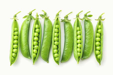 a spherical green seed that is eaten as a vegetable or as a pulse when driedの素材