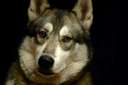 A breed of hunting sled dog with a curled fluffy tailの写真素材