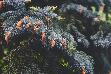 an evergreen coniferous tree that has clusters of long needle shaped leaves.