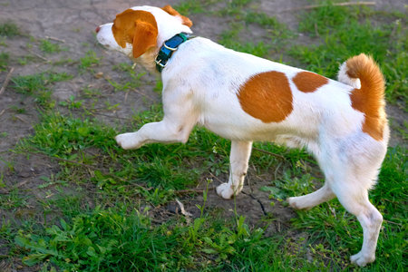 a small dog of a breed originally used for turning out foxes and other burrowing animals from their...