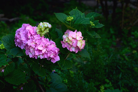 a shrub or climbing plant with rounded or flattened flowering heads of small florets