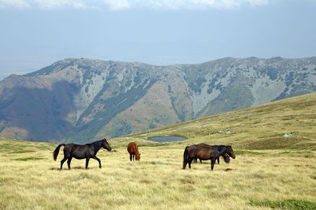 Wild horses on the mountain in South Europeの写真素材