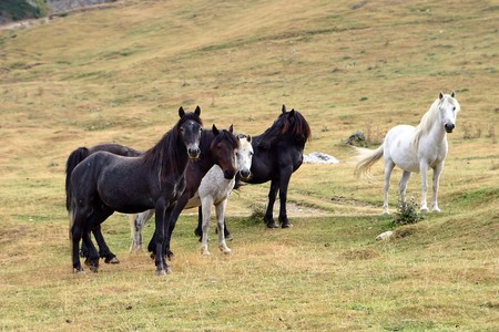 Half wild horses on the mountain, Montenegroの写真素材