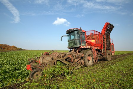 Harvester is harvesting sugar beet at the fieldの写真素材