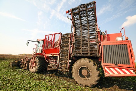 Harvester is harvesting sugar beet at the fieldの写真素材