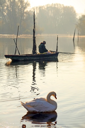 Swan and fisherman, river the Danube, central Europeの写真素材