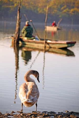 Swan and fishermen, river the Danube, central Europeの写真素材