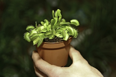 Cultivated insectivorous in flowerpotの写真素材