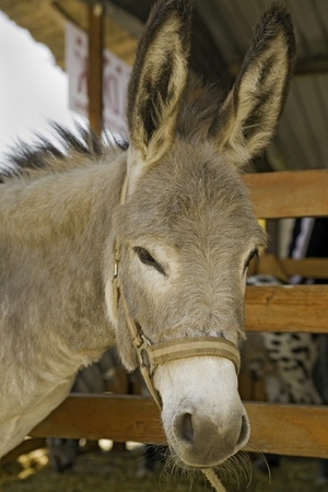 Donkey at livestock exhibition, Europeの写真素材