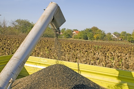 Harvesting of sunflower seeds at field in Europeの写真素材