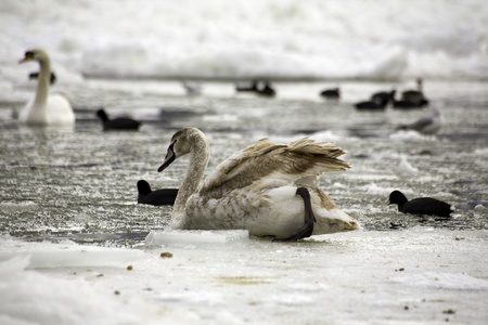 Frozen river Danube at South Europe with swans and cootsの写真素材