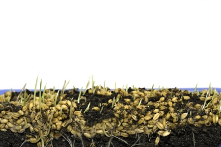 Growing wheat in six stages, stage oneの写真素材