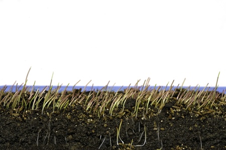 Growing grass in six stages, stage one